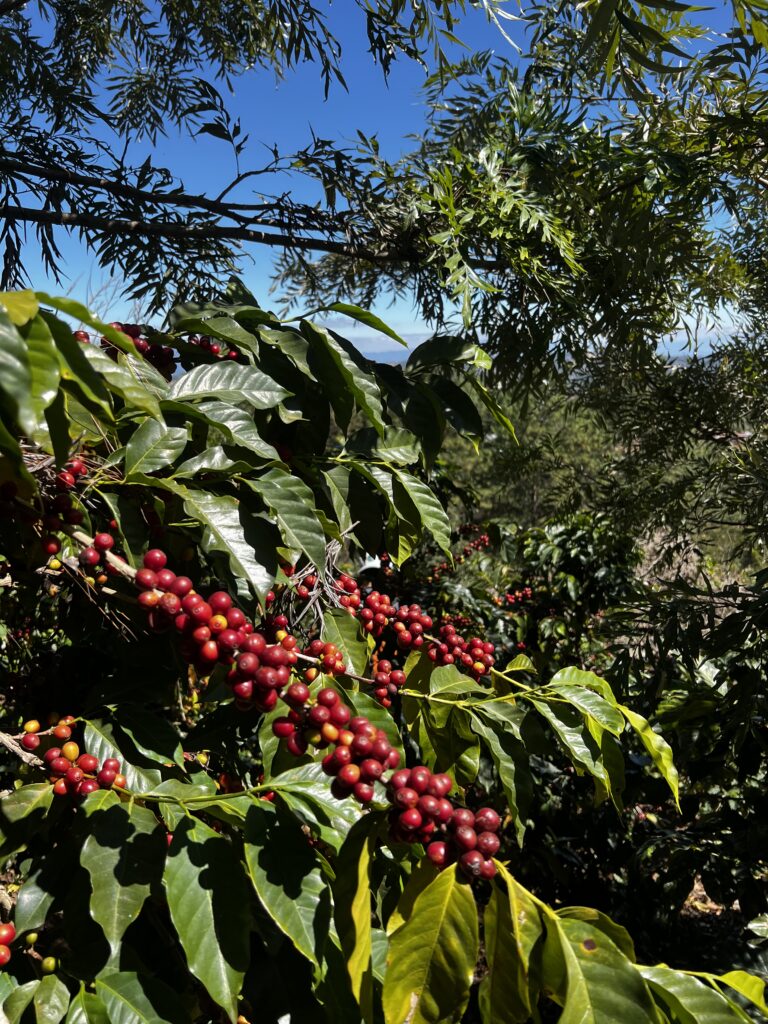 Coffee Cherries in Guatemala