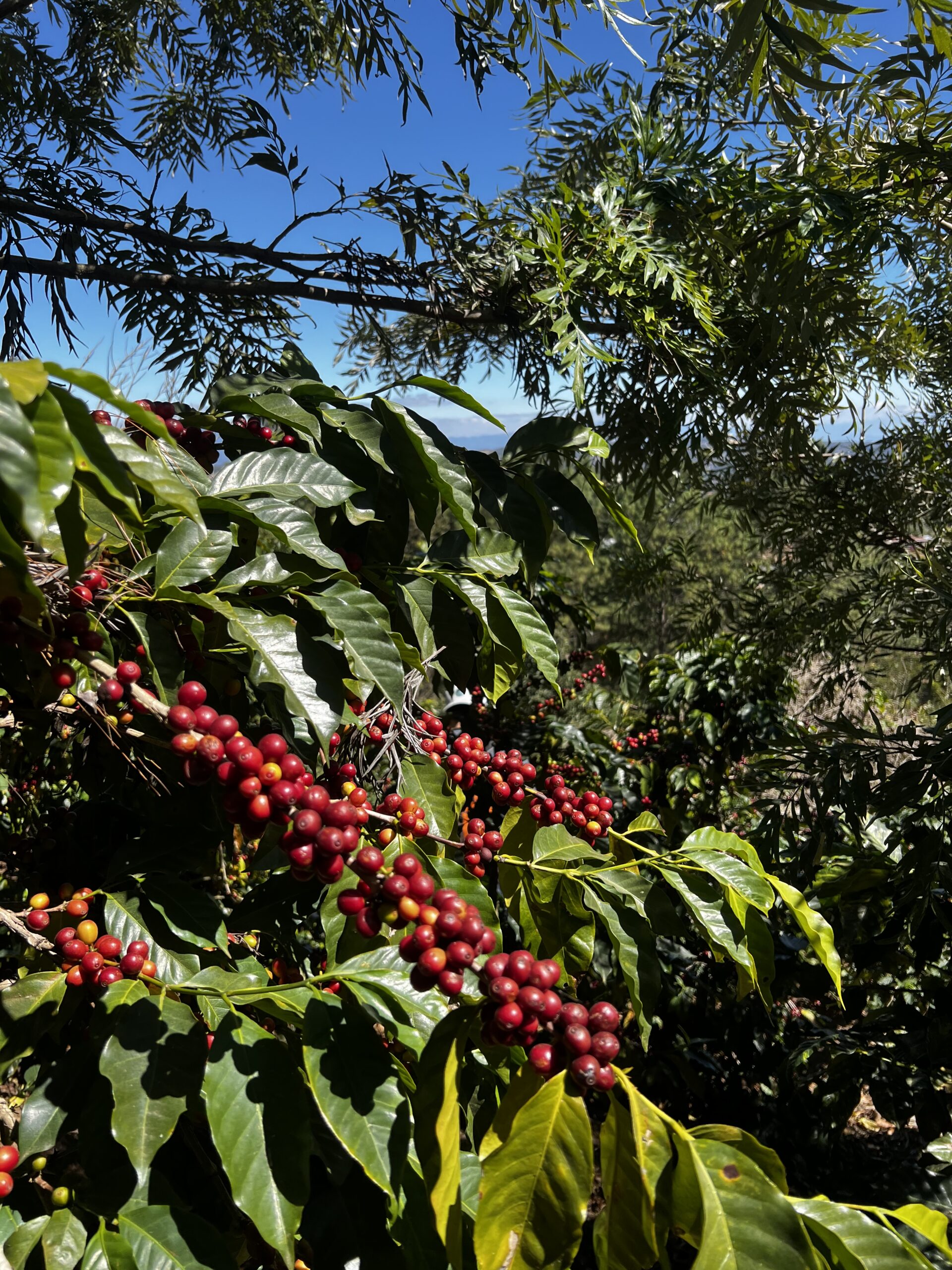 Coffee Cherries in Guatemala