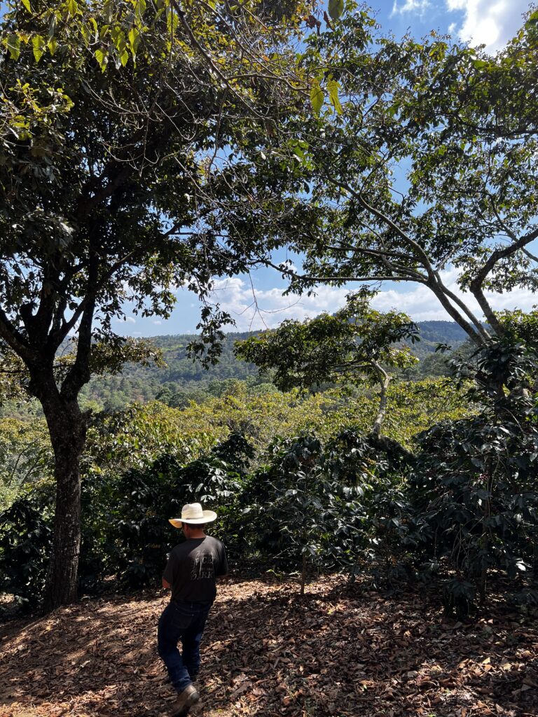 Don Santiago, 1 of 8 coffee producers of Lote Magnolia